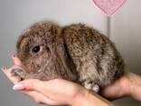 Міні кролик висловухий, декоративні висловухі, мінілоп, нідерладські - фото 1