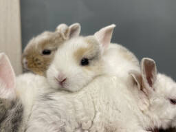 Міні кролики карликові
