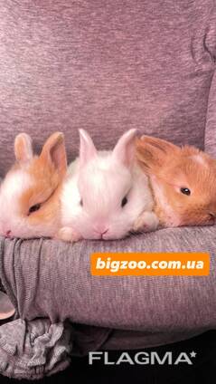 Міні кролики, кроленята для дому, різні породи хлопчики та дівчатка