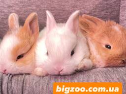 Міні кролики, кроленята для дому, різні породи хлопчики та дівчатка