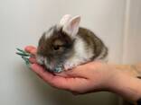 Міні кролики, кроленята для дому, різні породи хлопчики та дівчатка - фото 3