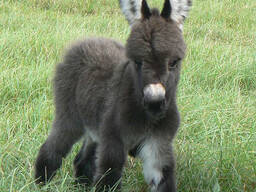 Міні ослик, домашній ослик