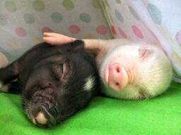 Мини пиг свинка карликовая