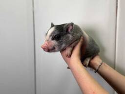 Міні піг карликові ручнущі малюки дуже милі носики, ласкаві свинки