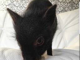 Міні піг маленький малюк, грайливий декоративний піг, міні