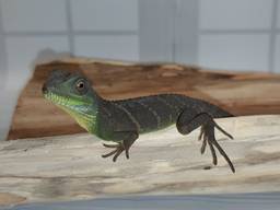 Миролюбивая ящерица. Водяная Агама (Physignathus cocincinus), ручные малыши