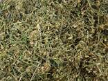 Мокрець трава (Звездчатка середня, мокриця, зірочник) - фото 3