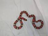 Молочная Гонудурасская змея, морфные змеи разного возраста