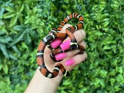 Молочные змейки Синалое ТЕРМОКОВРИКИ разных размеров для террариума