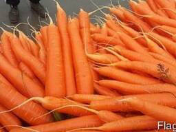 Молодая морковь урожай 2018 Албания, Македония