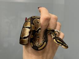 Молоднячок пітон королівський регіус різної статі та забарвлення