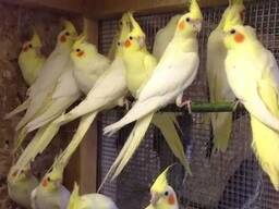 Молодые кореллы