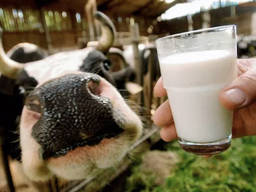 Молоко коров‘яче 1 л