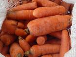 Морковь, Картошка оптом - фото 1
