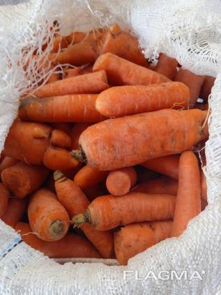 Морковь, Картошка оптом