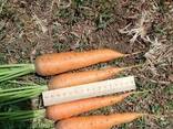 Морковь свежий ранний - фото 1