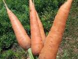 Морковь свежий ранний - фото 3