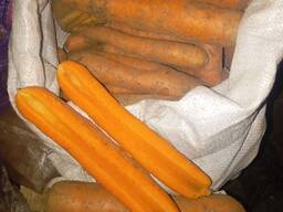 Морква оптом