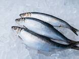 Морська риба, морепродукти оптом, прямі поставки з Норвегії, Ісландії і Америки. - фото 4
