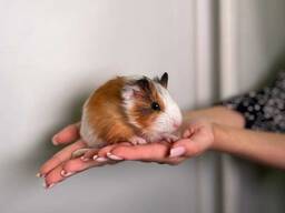 Морська свинка, морське порося, морская, поросенок, ручная свинка