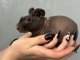 Морська свинка скінні