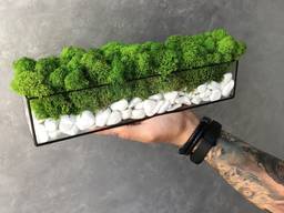Моссариум со стабилизированым мхом зелёный MiNature Moss