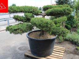 Можжевельник средний Pfitzeriana Бонсай / Juniperus media Pfitzeriana Bonsai