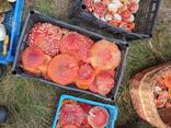 Мухомор красный 》Сушенные шляпки ≡ Купите для Микродозинга → Карпатские грибы Энтеогены - фото 3