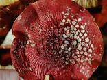 Мухомор красный 》Сушенные шляпки ≡ Купите для Микродозинга → Карпатские грибы Энтеогены - фото 8