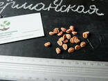 Мушмула германская семена (10 шт) для саженцев, насіння. .. - фото 1