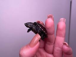 Мускусна черепашка карликова водяна, найменша черепашка у світі