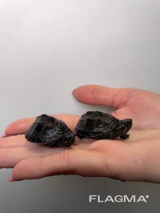 Мускусная черепаха, пресноводная черепаха, маленька черепашка