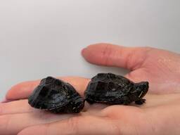 Мускусная черепаха, пресноводная черепаха, маленька черепашка