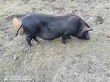 Мясо вьетнамских свиней Киев - фото 2