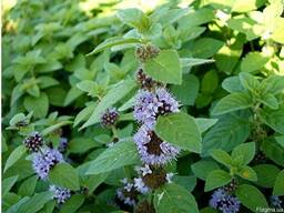 Мята перечная