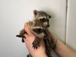 Мила малеча єнотиків хлопчики та дівчатка єнот від 2 місяців