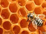 Мёд, натуральный, целебный, пасека, недорого, мед, бджоли