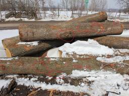 На постоянных условиях закупаем доску необрезную дубовую, свежеспиленную, и кругляк