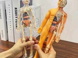 Анатомік: Тіло Людини 3D 30 деталів