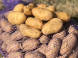 Насіннєва картопля (Solana) Гранада, 2 репродукції. - фото 3