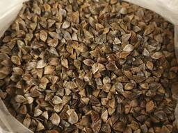 Насіння канадської гречки Арно, посівмат, гречиха
