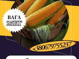 Насіння кормової Кукурудзи Любава 279МВ ( 25 кг)