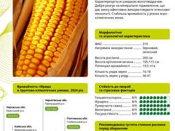 Насіння кукурудзи БЕЙЛІС ФАО 320