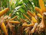 Насіння кукурудзи Оніо, ВН 63, Голардо, Бейліс, Гран 6, ВН 6763, Ронін, Квотер, Палмер - фото 1