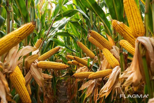 Насіння кукурудзи Оніо, ВН 63, Голардо, Бейліс, Гран 6, ВН 6763, Ронін, Квотер, Палмер