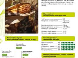 Насіння кукурудзи ВН 63, ГАЛАРДО (ФАО 280)