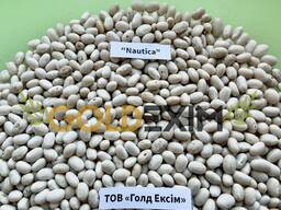 Насіння квасолі білої дрібної (Nautica)