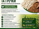 Насіння квасолі та гречки. Гарантія викупу врожаю - фото 1