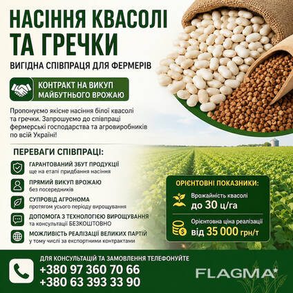 Насіння квасолі та гречки. Гарантія викупу врожаю