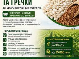 Насіння квасолі та гречки — вигідна співпраця для фермерів